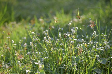 Obraz premium field of flowers