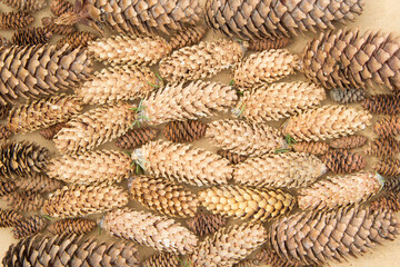 Many spruce cones of different sizes and colors lie horizontally on plywood close to each other. Background. View from above.