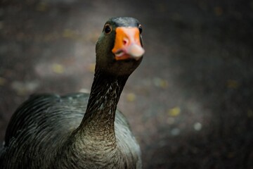 portrait of a goose