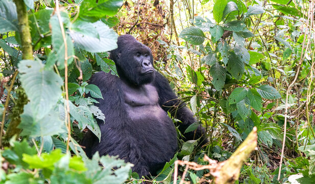 Silverback mountain lowland gorilla at Virunga National Park in DRC and Rwanda, wildlife in drc, lowlands gorilla, Democratic Republic of Congo, Virunga National Park