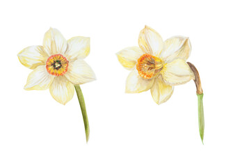 Watercolor daffodil narcissus blooming front view on a white background painting