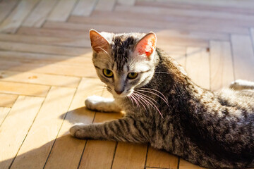 Pretty gray second age kitten lie on wooden floor, taking sunbath and blinks with one eye