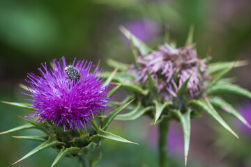 Close-up of a flowering and a withered thistle and an insect
