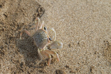 crab on the sand