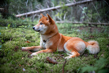 Naklejka na ściany i meble Shiba inu puppy in the forest.