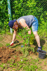Work in the garden. Woman plants spruce