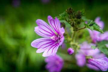 purple field flower