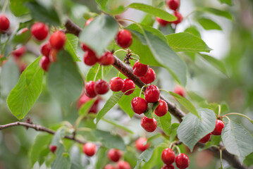 Kirschen am Kirschbaum im Sommer