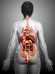 3d rendered medically accurate illustration of female Digestive System
