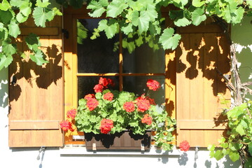Fensterbepflanzung mit Wein und Geranien an einem heißen Sommertag
