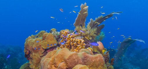 Fototapeta premium Caribbean coral garden