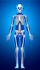 3d rendered, medically accurate illustration of a young boy skeleton system