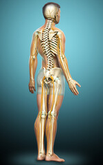 3d rendered medically accurate illustration of the nervous system and skeleton system