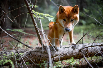 Shiba inu puppy in the forest.