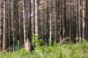 a dead forest due to bark beetle infestation