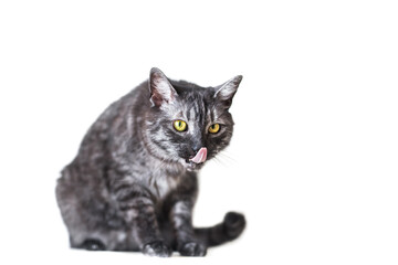 Sitting adorable adult gray cat at studio, licking itself