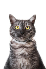 Portrait of a adult tabby gray cat with yellow eyes