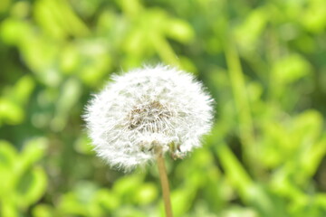 Dandelion close-up