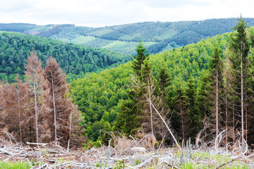 a dead forest due to bark beetle infestation