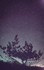 starry night sky. star trails with tree silhouette