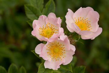 Trzy kwiaty dzikiej róży.