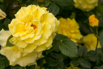 Żółta róża kwiat.