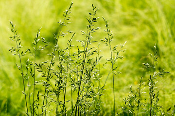 Trawy na tle zielonej łąki. - obrazy, fototapety, plakaty