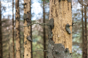 a dead forest due to bark beetle infestation