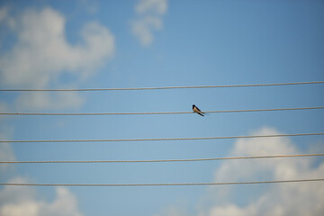 silhouette of a bird. black birds standing on an electric wire pole of an electric line under a light blue sky.simple background for the design. sounds like notes.