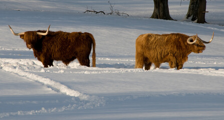 Two Highland cows in a snowy field
