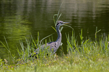 great blue heron