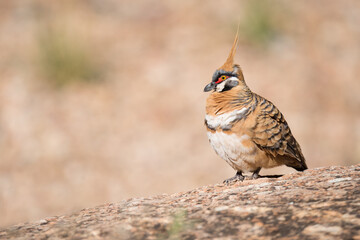 A spinifex pigeon (Geophaps plumifera) pauses while foraging for a meal at a wildlife park near...
