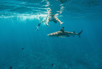 man swimming with shark in ocean - Powered by Adobe