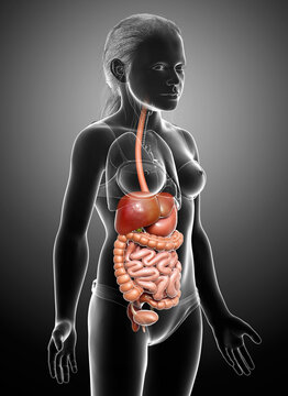 3d rendered medically accurate illustration of young girl Digestive System