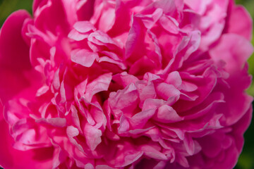 Close up pink peony in the garden. Blooming pink peony. Close-up of a beautiful pink peony flower. layout of a floral greeting card. happy mother's Day concept. pink flowers, flower image