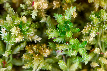 Sphagnum moss from the Hiddeser Bent in North Rhine Westphalia, Germany