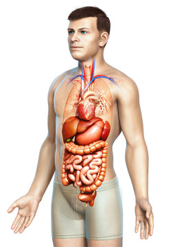 3d rendered medically accurate illustration of male Digestive System  and heart