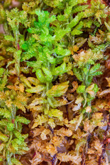 Sphagnum moss from the Hiddeser Bent in North Rhine Westphalia, Germany