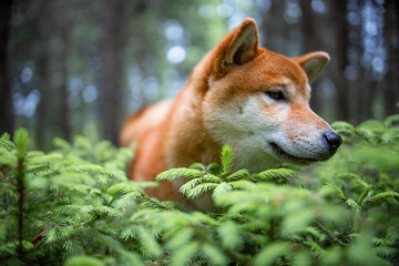 Fototapeta premium Shiba inu puppy in the forest.