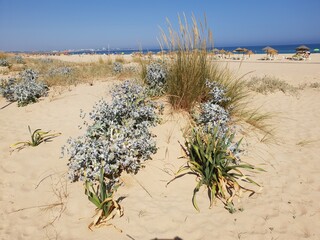 Dünen und Strand von Meia Praia nahe Lagos Algarve Portugal