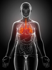 3D illustration of Larynx Trachea Bronchi Part of Respiratory System.