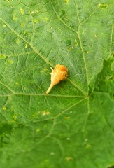 green leaf on a green leaf