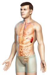 Fototapeta premium 3d rendered, medically accurate illustration of a male Spleen Anatomy