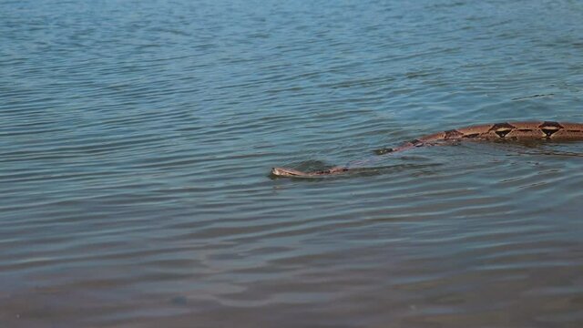 Imperial Boa constrictor snake swims to shore