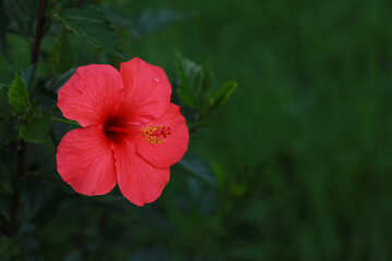 close up of shoe flower or Hibiscus rosa-sinensis on a fresh green  plant