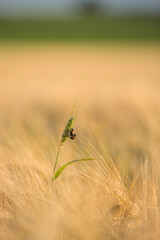 zwei Junikäfer auf einer Weizenähre