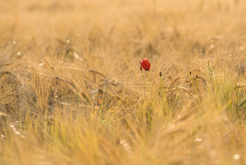 Mohnblume im Getreidefeld