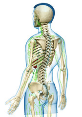 Fototapeta premium 3d rendered medically accurate illustration of a male lymphatic system