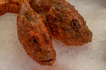 Fresh Red Scorpion Fish on the fish market. 