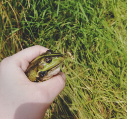 caught lake frog in the hand